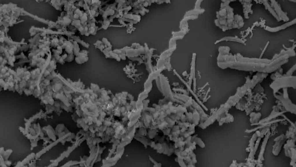 Microbes At Red Sea Vents Show How Life And Geology Shape Each Other