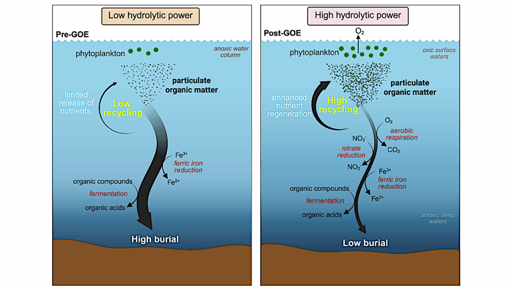 Microbial Exoenzymes Catalyzed The Transition To An Oxygenated Earth