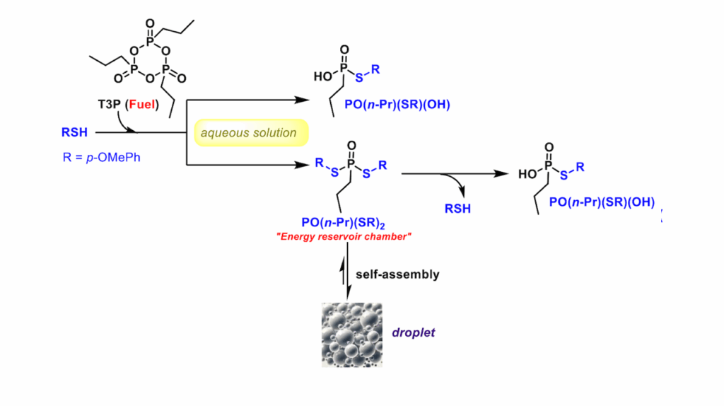 Primitive Chemically Fueled Reaction Cascade For Dissipative Droplets