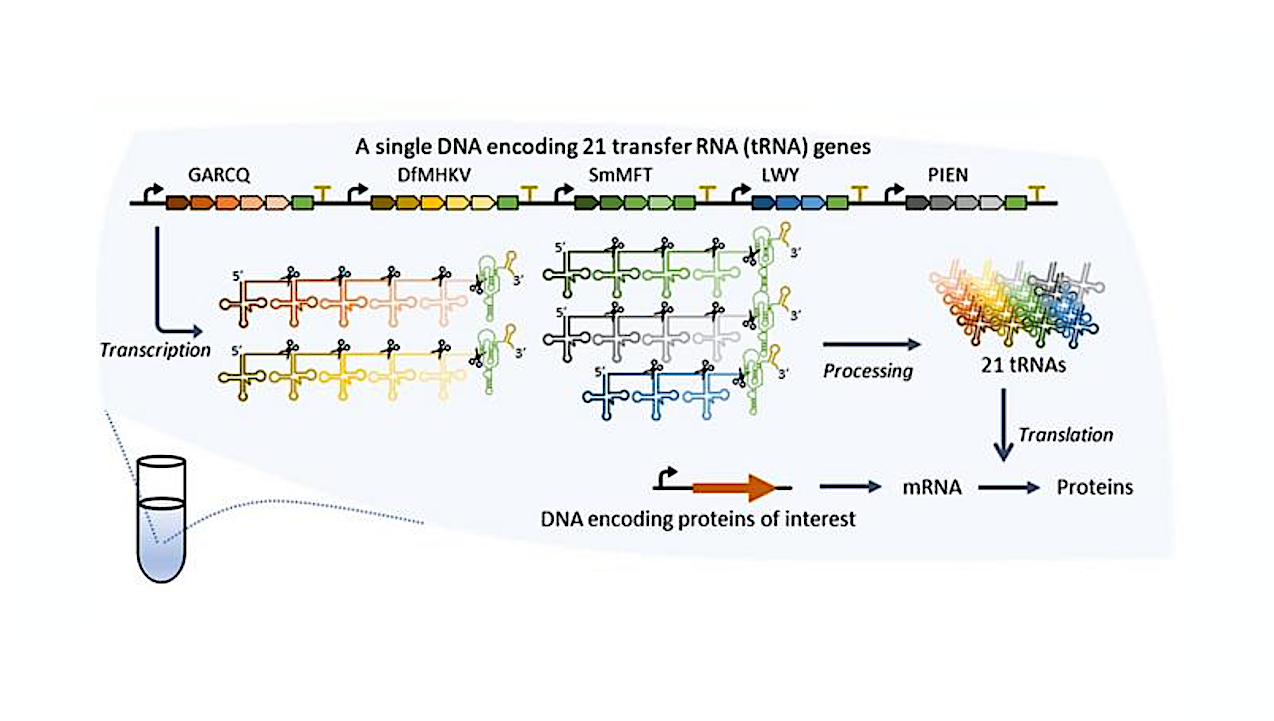 Simultaneous Synthesis Of All 21 Types Of tRNA In Vitro