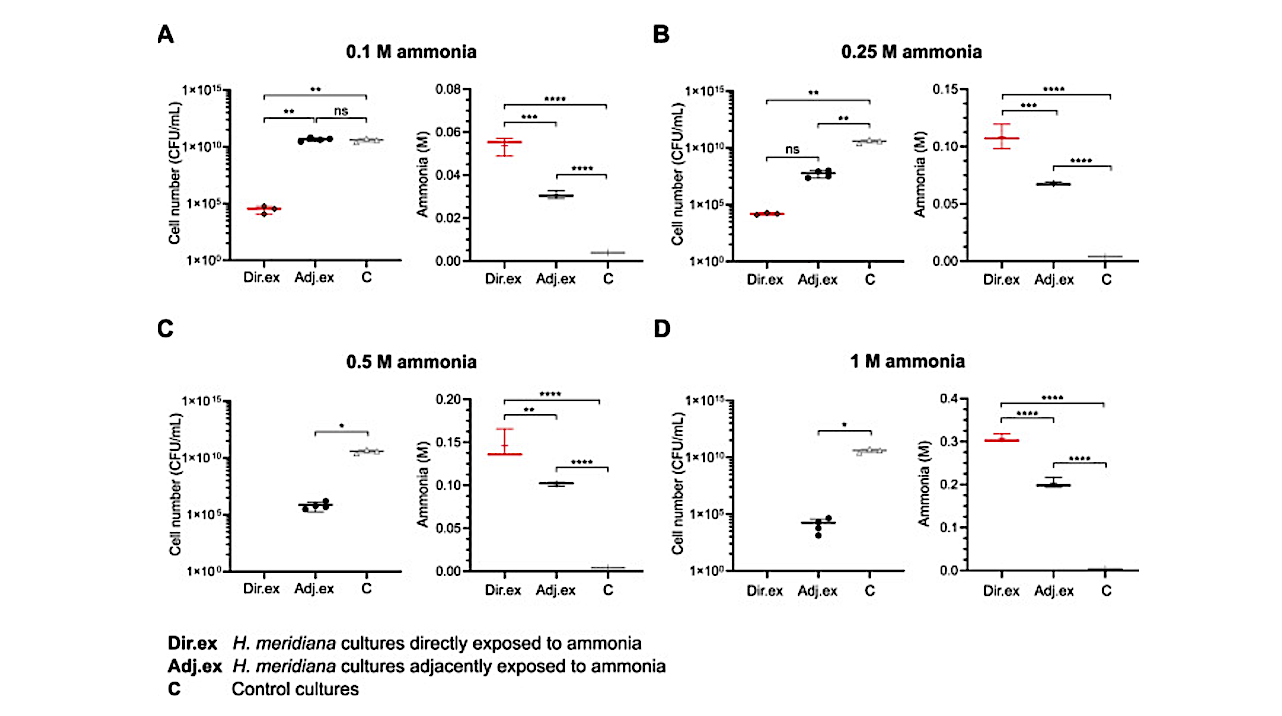 Spatiotemporal Impacts of Enceladus- and Earth-relevant Ammonia Gas On Cultivation of Extremophile Halomonas meridiana