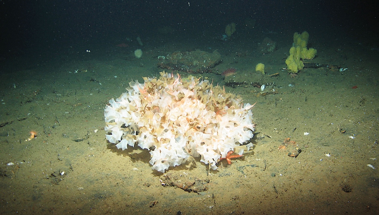 The First Animals On Earth May Have Been Sea Sponges, Study Suggests