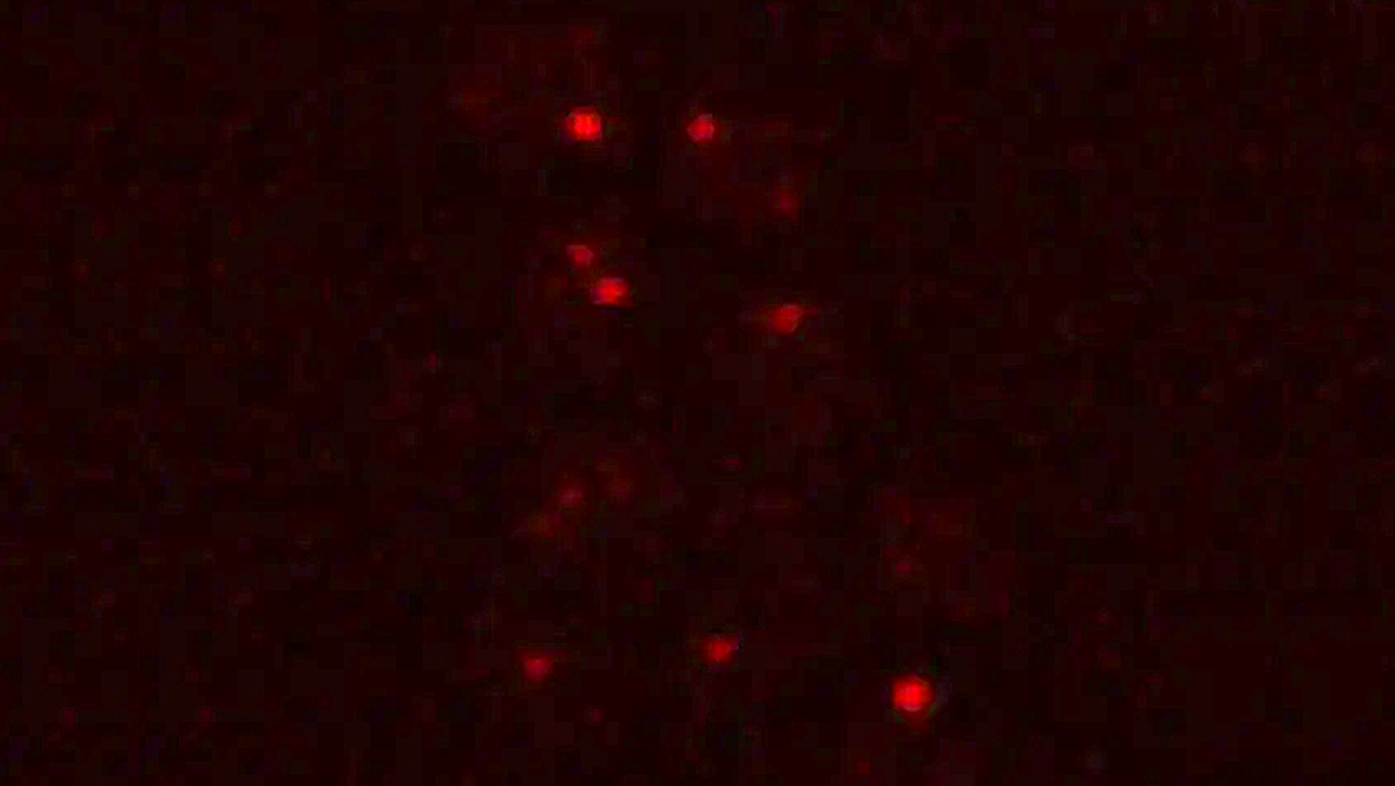 Yeast Survives Martian Conditions