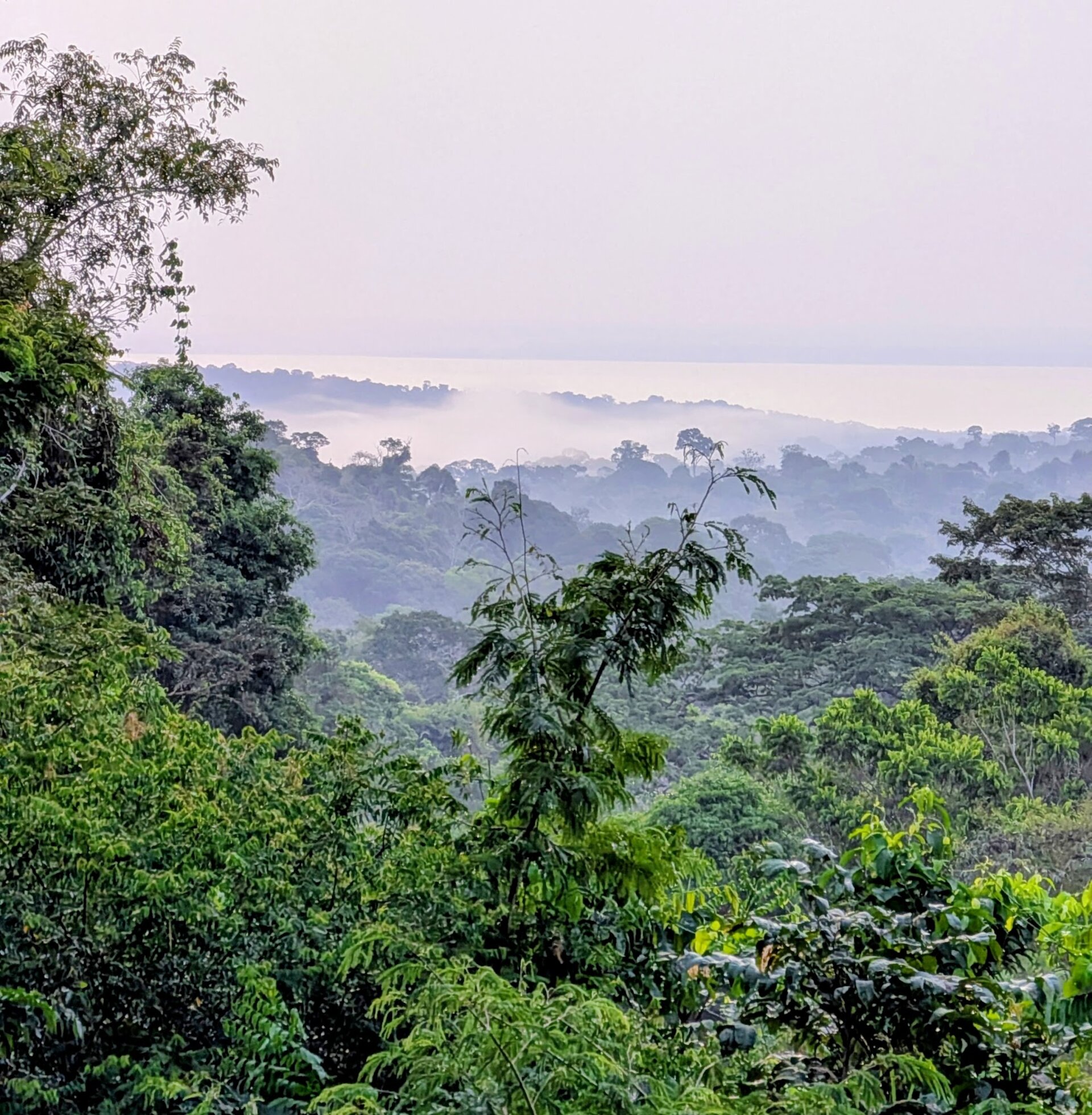 Amazon rainforest under scrutiny as COP30 highlights urgent need for accurate carbon monitoring