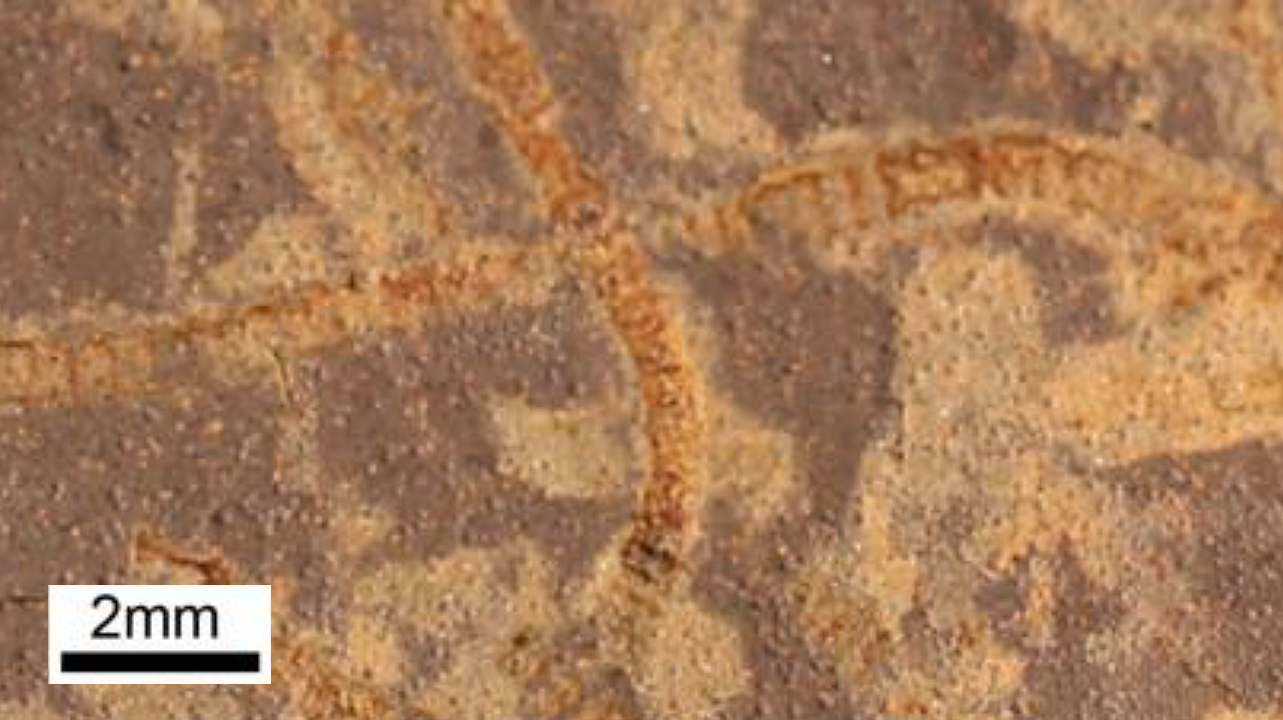 Ancient Chemical Clues Reveal Earth’s Earliest Life 3.3 Billion Years Ago