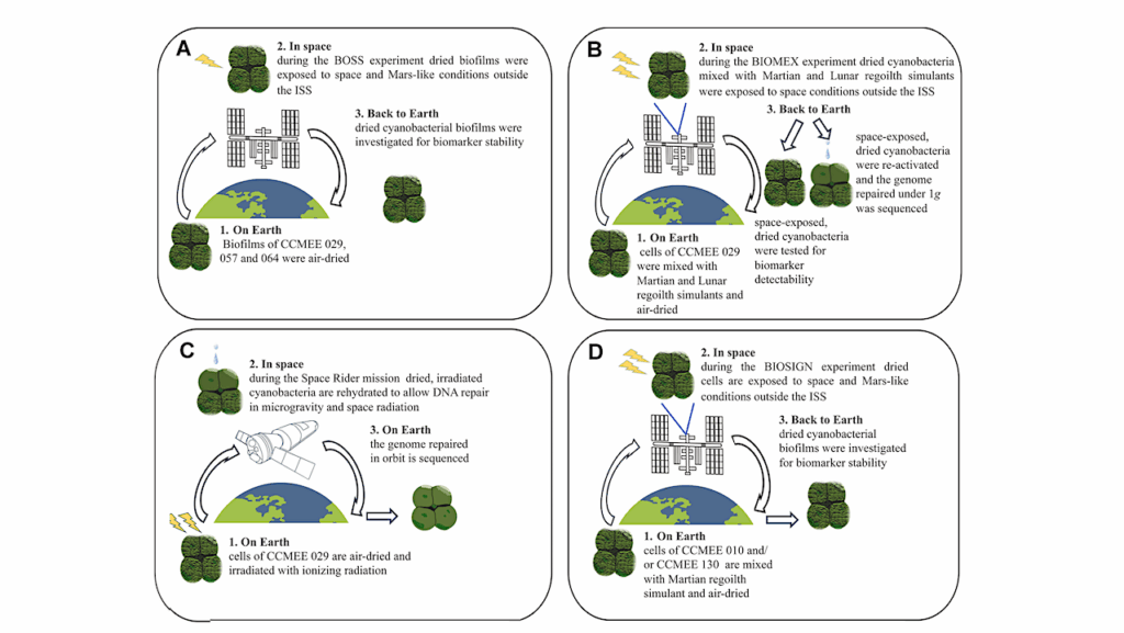 Desert Cyanobacteria Under Non-Earth Conditions: Implications For Astrobiology And Sustainable Life Support