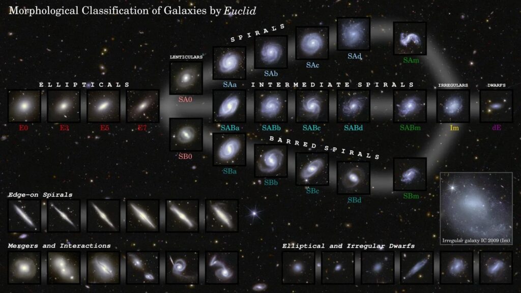 Euclid's First Data Release Sheds Light on Galaxy Evolution