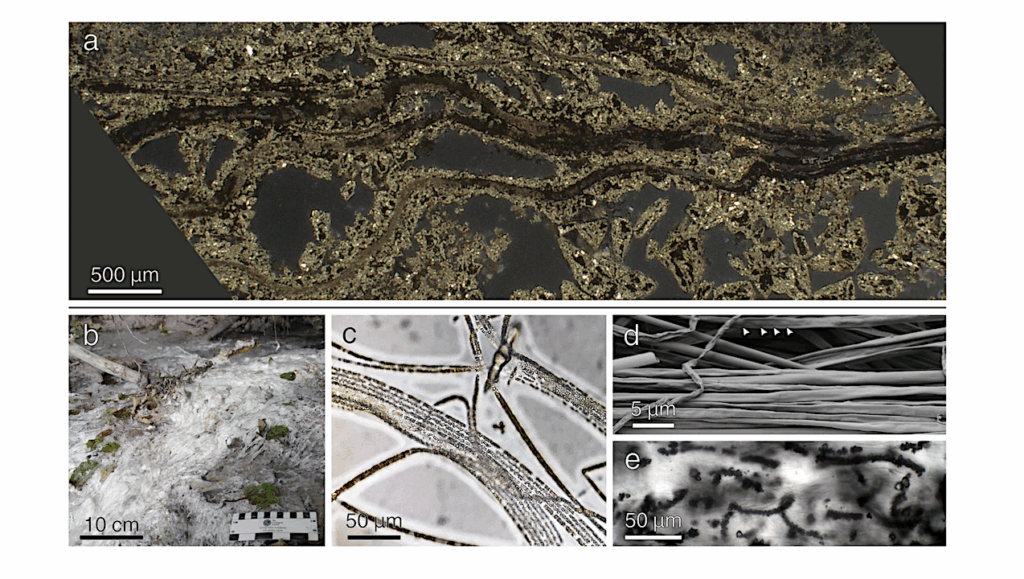 Experimental Diagenesis Reveals Preservation Of Biosignatures In Filamentous Sulfur Mats Under Hydrothermal Conditions