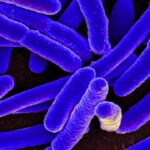 Extremophilic Genes Strongly Enhances Escherichia coli Cross-protection To Abiotic Stress