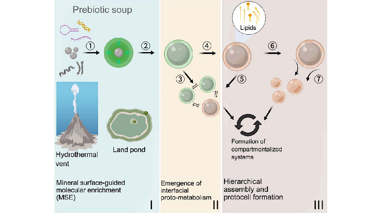 Mineral-guided Molecular Enrichment: An Interfacial Driving Force For Protocell Emergence On Early Earth