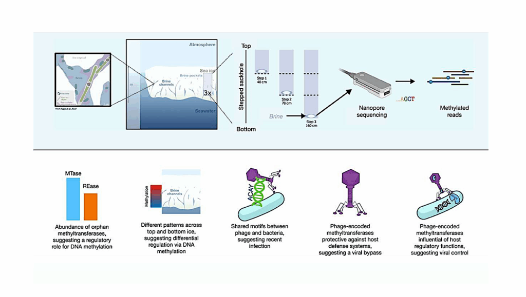 Multiple Roles Of DNA Methylation In Sea-ice Bacterial Communities And Associated Viruses