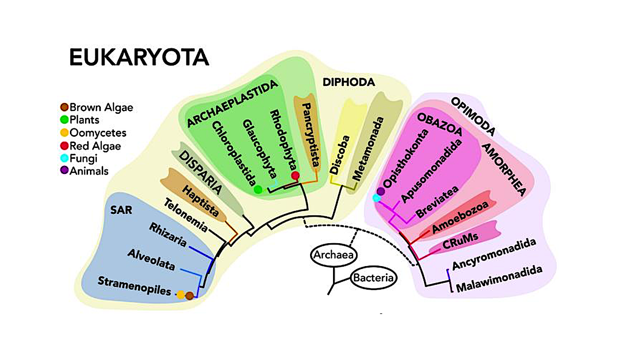 New Clues To Origins Of Complex Life Revealed