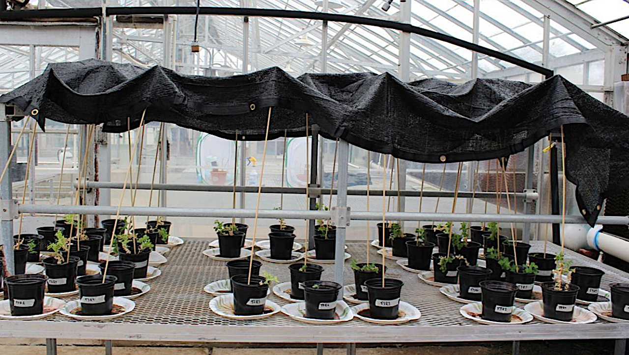 Peas on Mars: A Study Of Garden Pea, Lathyrus Oleraceus (Pisum sativum), Growth In Martian Regolith Simulant Treated With Black Soldier Fly Frass