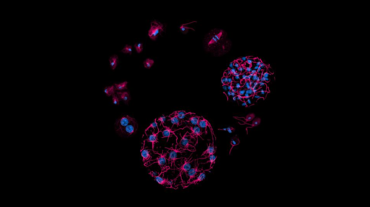 Single-celled Organisms Found To Have A More Complex DNA Epigenetic Code Than Multicellular Life