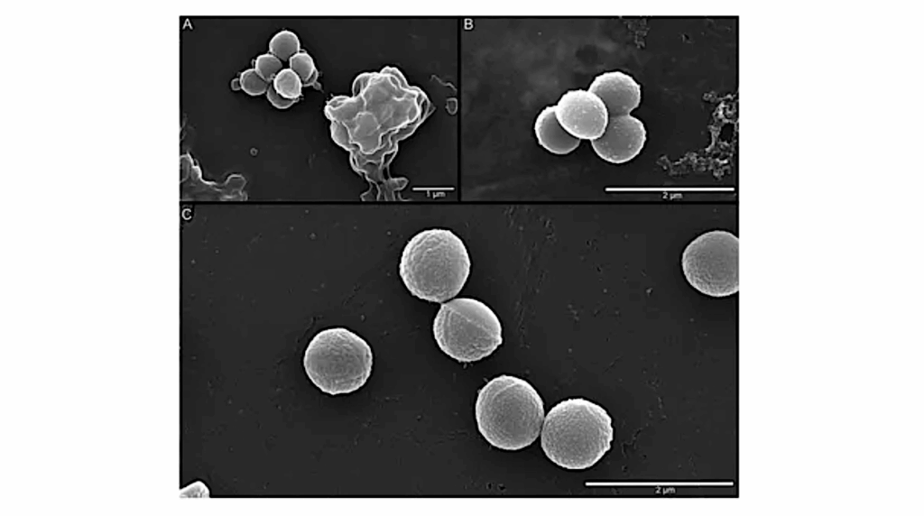 Subzero Cell Division, Respiration, And Genomic Traits Of Cryophilic Arthrobacter agilis Ant-EH-1 Isolated From Cold-arid Antarctic Mineral Soils