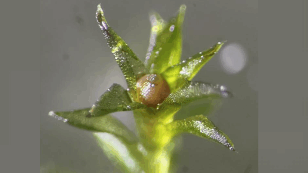 This Moss Survived 9 Months Directly Exposed To The Elements Of Space