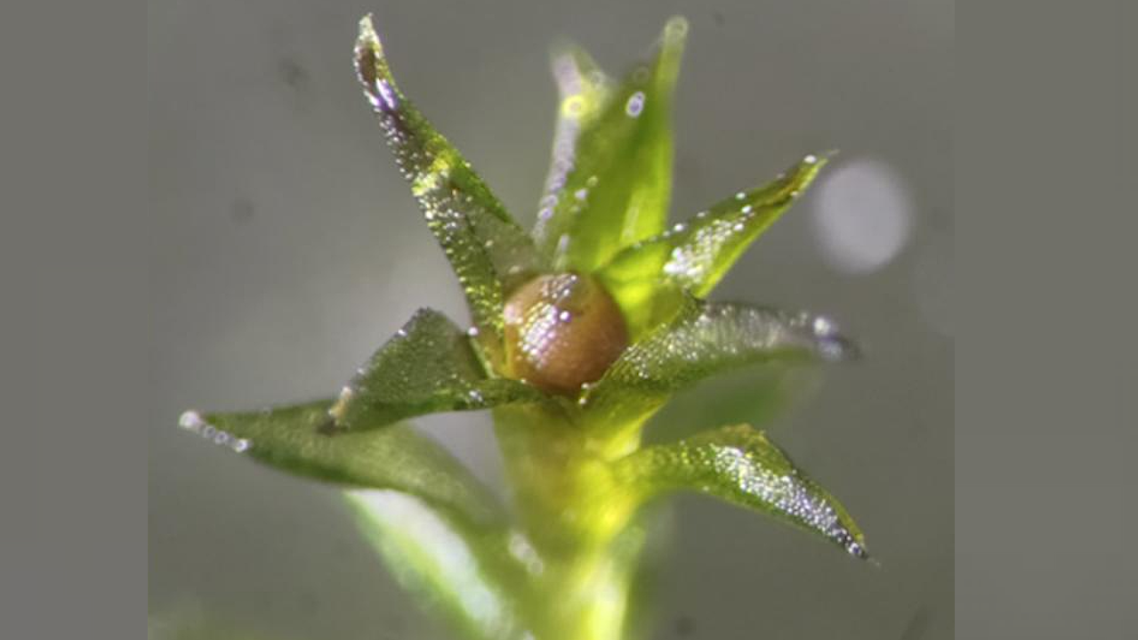 This Moss Survived 9 Months Directly Exposed To The Elements Of Space