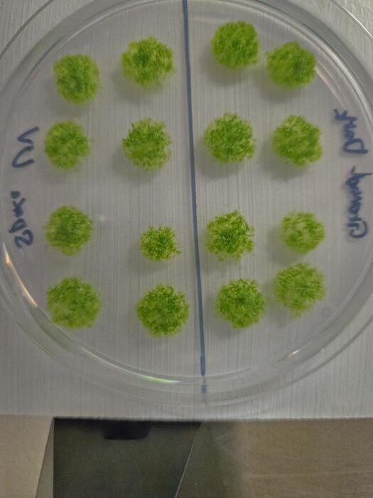 'We were genuinely astonished': This moss survived 9 months outside the International Space Station and could still grow on Earth