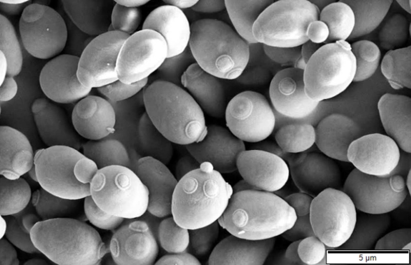 Yeast on Mars could survive, unique new research shows