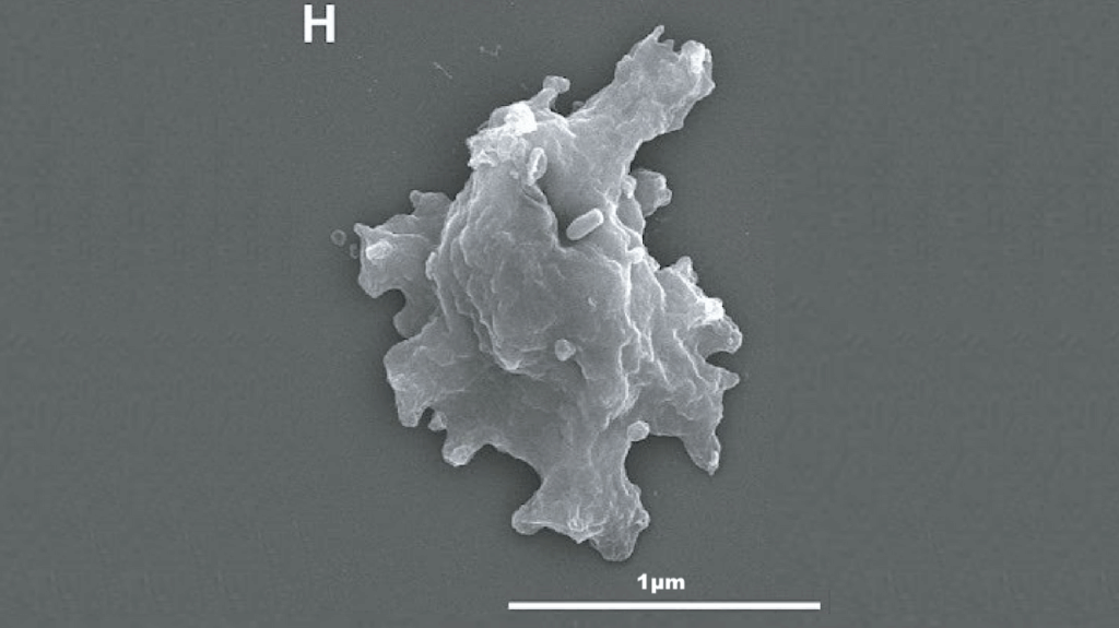 A Geothermal Amoeba Sets A New Upper Temperature Limit For Eukaryotes