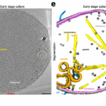 An Asgard Archaeon With Internal Membrane Compartments