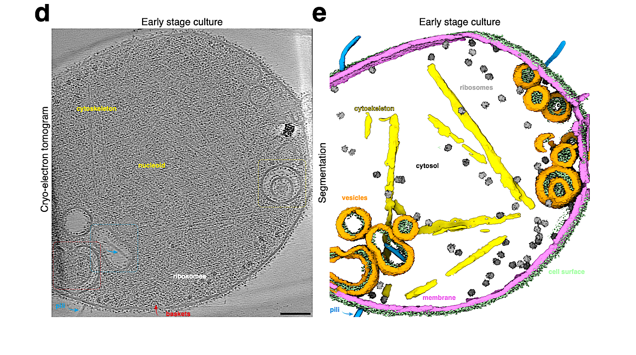 An Asgard Archaeon With Internal Membrane Compartments