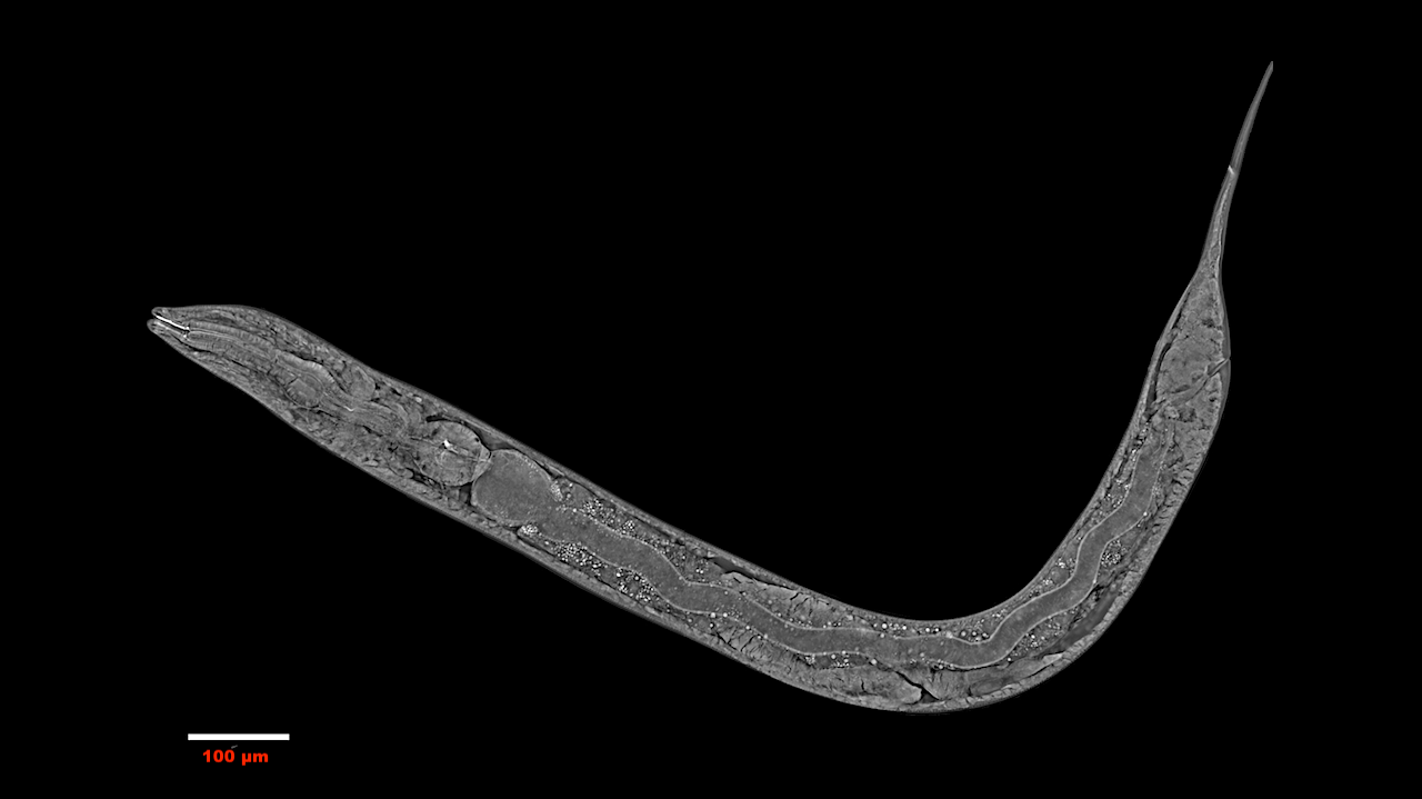 Born On Mars: Multigenerational Phenotypic Change In Caenorhabditis Elegans Under Martian Analog Gravity And Hypomagnetic Fields