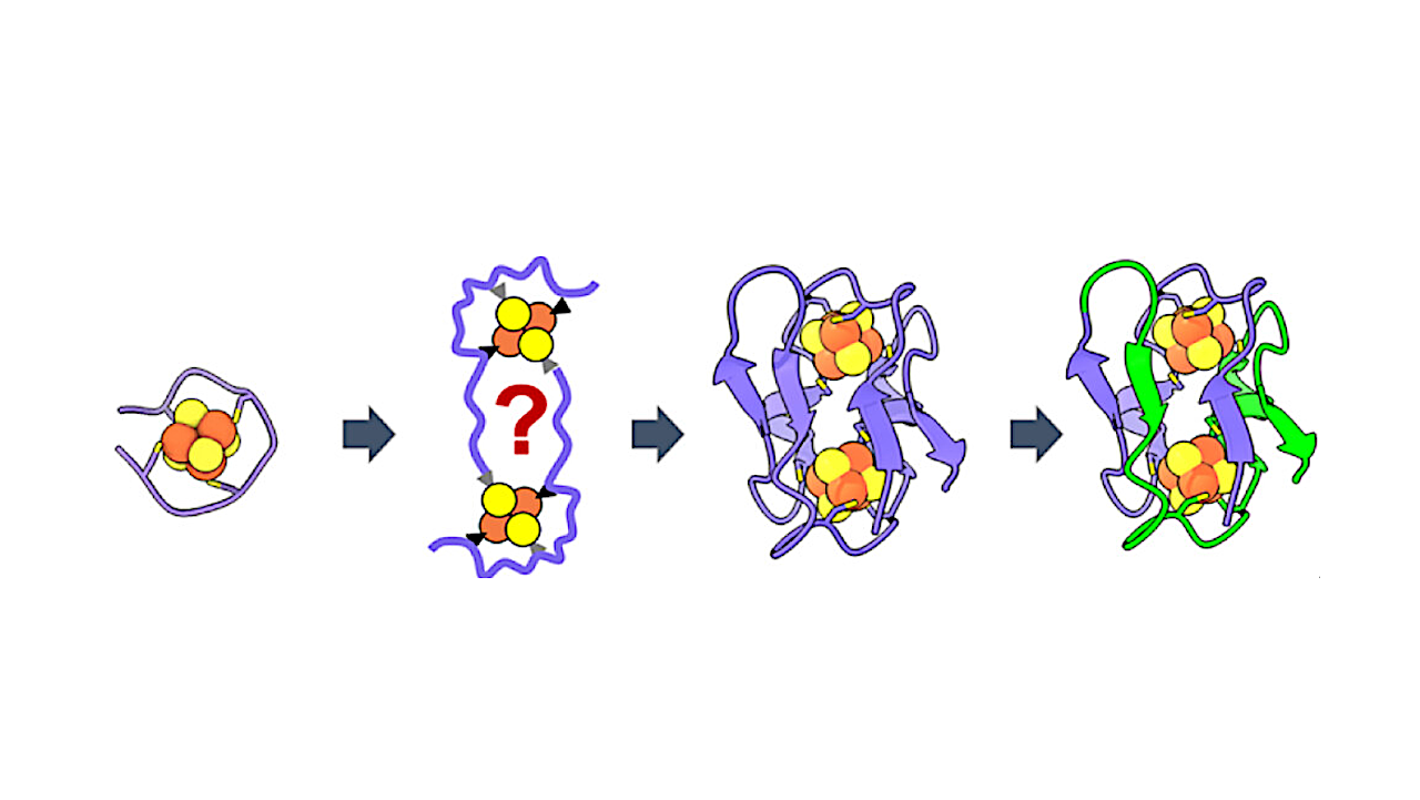 Designing Peptide Fossils That Model the Evolution of the Bacterial Ferredoxin Fold