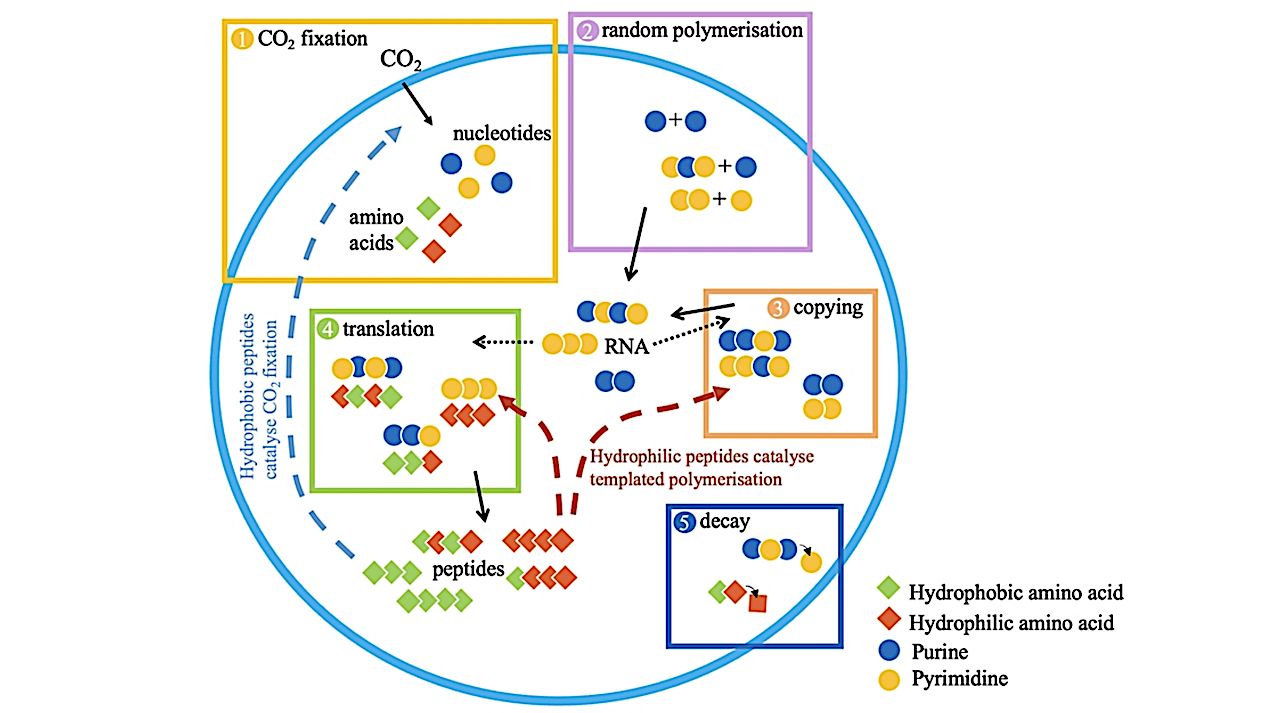 First Growth, Then Information: The Path To Genetic Heredity In Protocells
