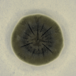 Fungi From Chernobyl: Mycobiota Of The Inner Regions Of The Containment Structures Of The Damaged Nuclear Reactor