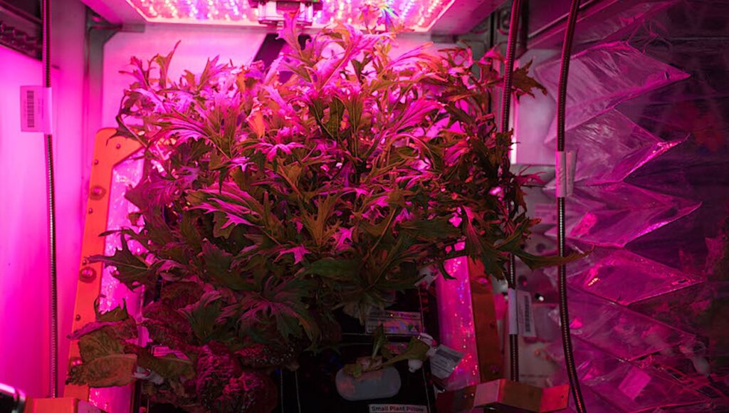 NASA Spaceline Current Awareness List #1,180 24 December 2025 (Space Life Science Research Results)