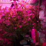 NASA Spaceline Current Awareness List #1,180 24 December 2025 (Space Life Science Research Results)