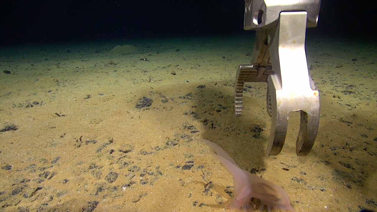 New Deep-sea Species Discovered During Mining Test At 4,000 Meters