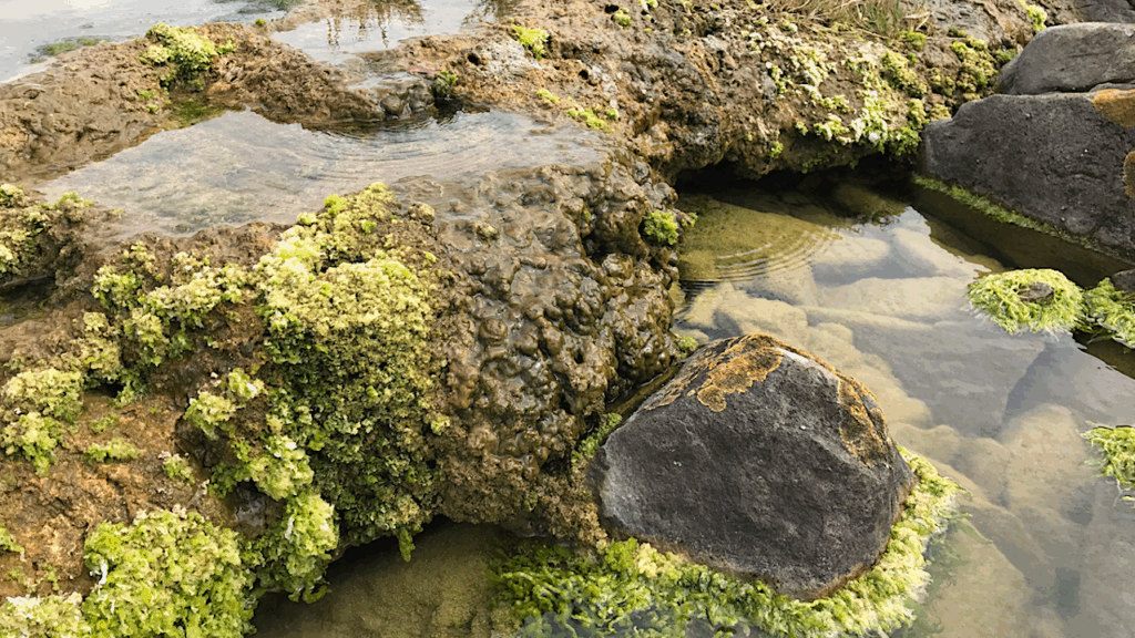 Study Showcases Resilience and Rapid Growth of “Living Rocks”