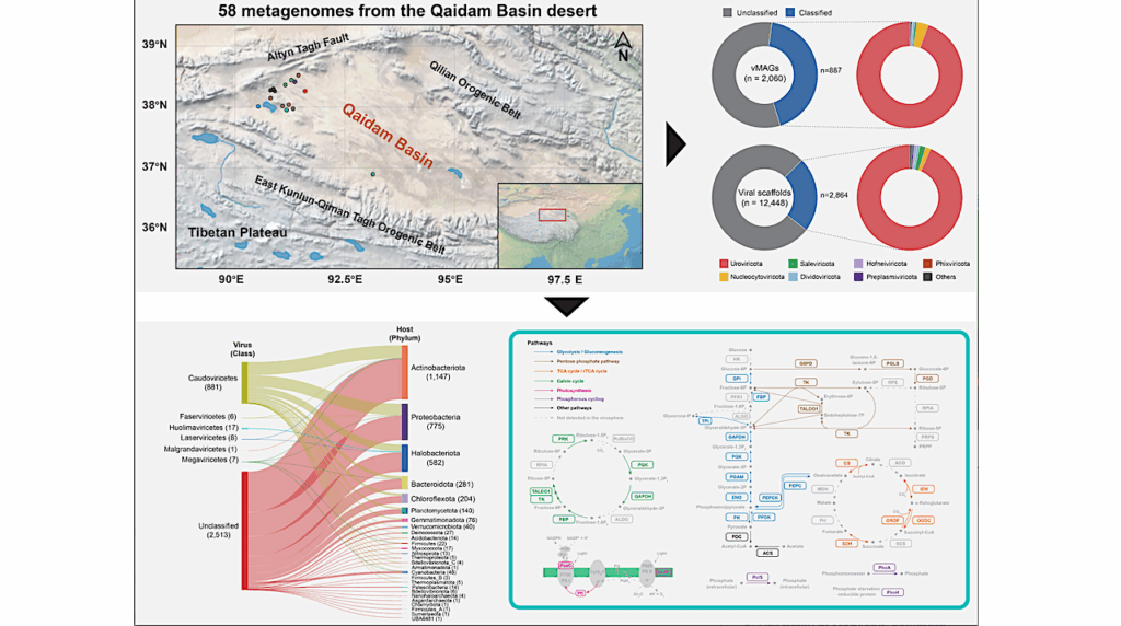 The Hidden Viral Network: How Viruses Shape Microbial Adaptability and Biogeochemical Cycling in the Polyextreme Mars-Analog Qaidam Basin Desert