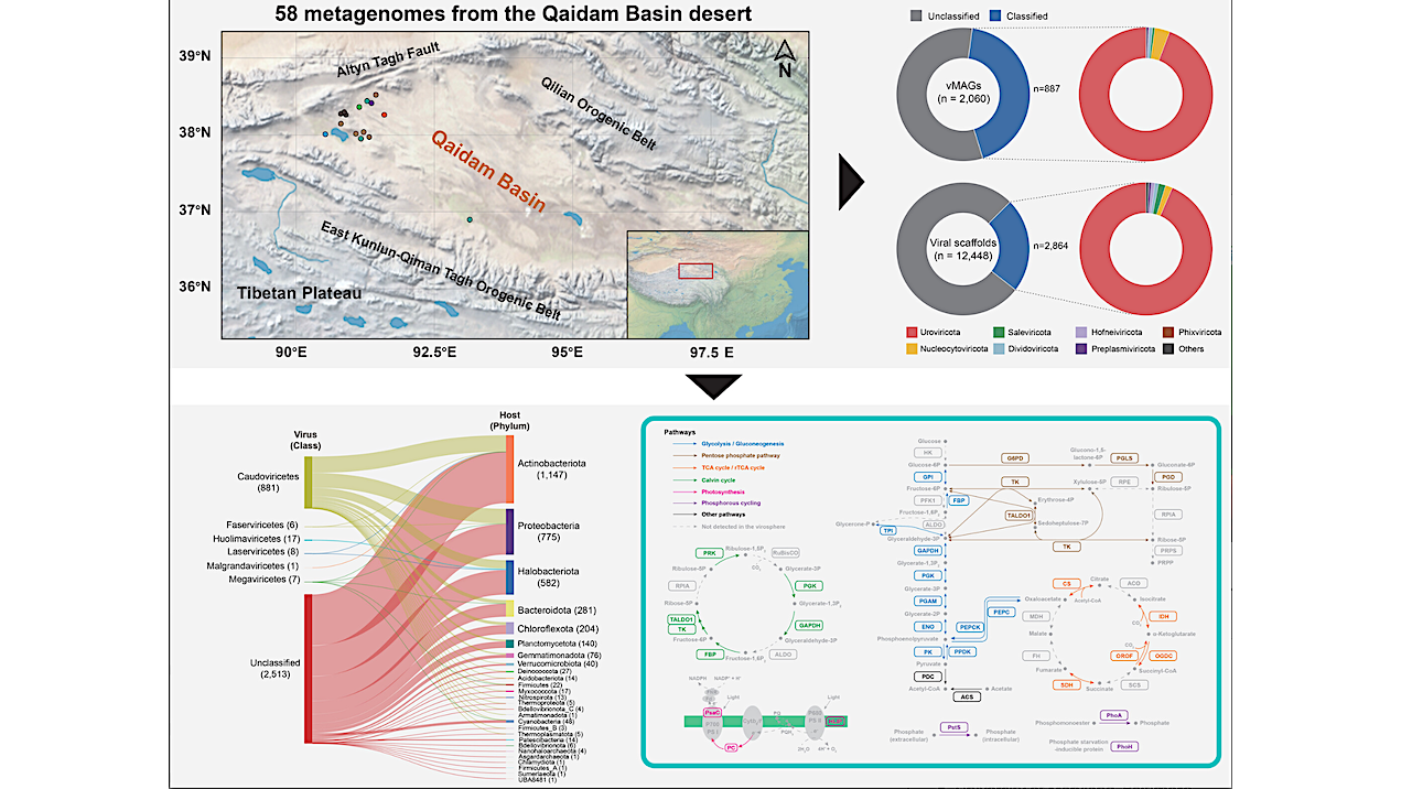 The Hidden Viral Network: How Viruses Shape Microbial Adaptability and Biogeochemical Cycling in the Polyextreme Mars-Analog Qaidam Basin Desert