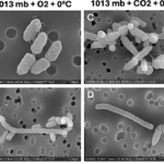 Ultrastructure of Serratia liquefaciens Grown at 7 mbar Under Simulated Martian Conditions