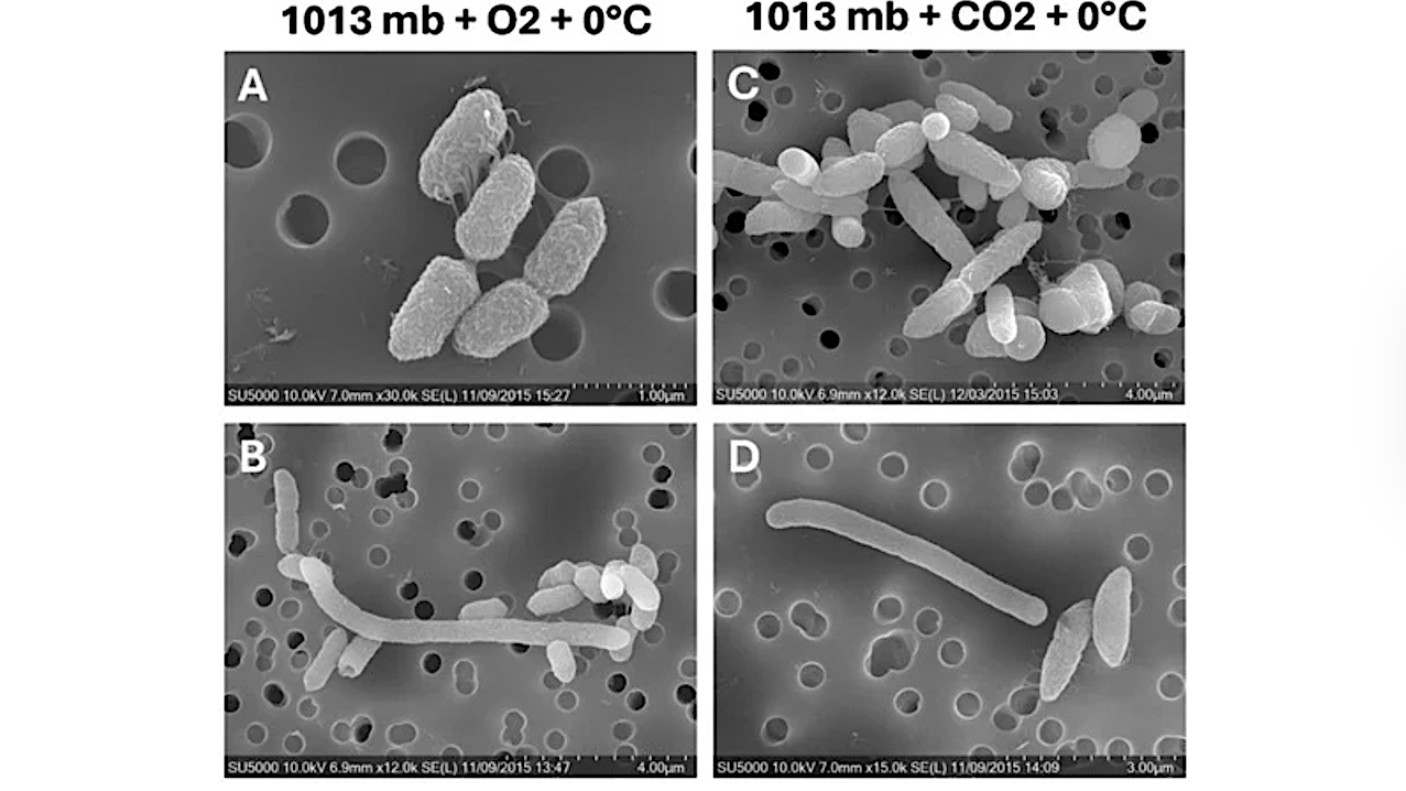 Ultrastructure of Serratia liquefaciens Grown at 7 mbar Under Simulated Martian Conditions