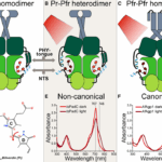 Understanding Protein Form And Function Better At TU Graz