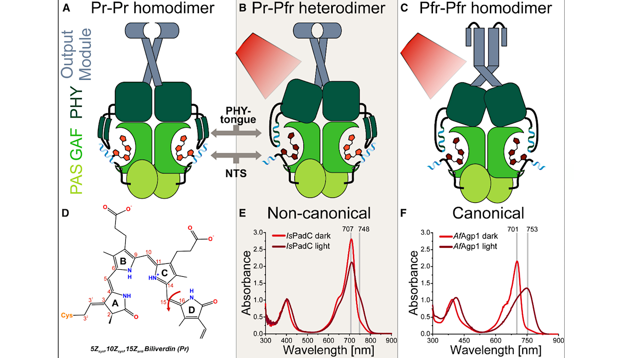 Understanding Protein Form And Function Better At TU Graz