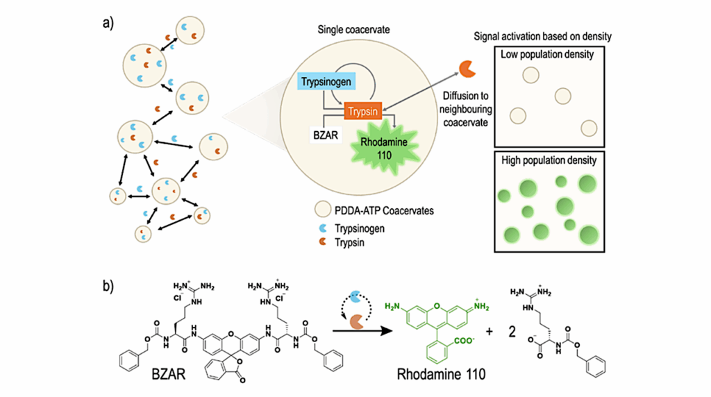 A Gene-Free Minimal System for Synthetic Quorum Sensing in Protocell Communities