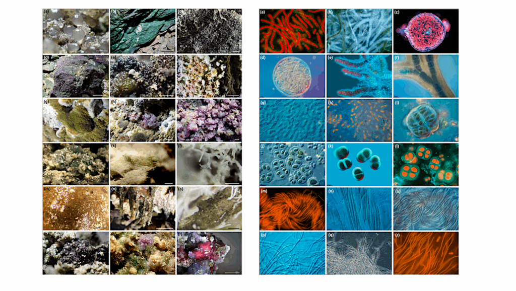 A Glimpse Into Darkness: Diversity Of Culturable Cyanobacteria, Green Algae And Fungi From Subaerial Cave Biofilms