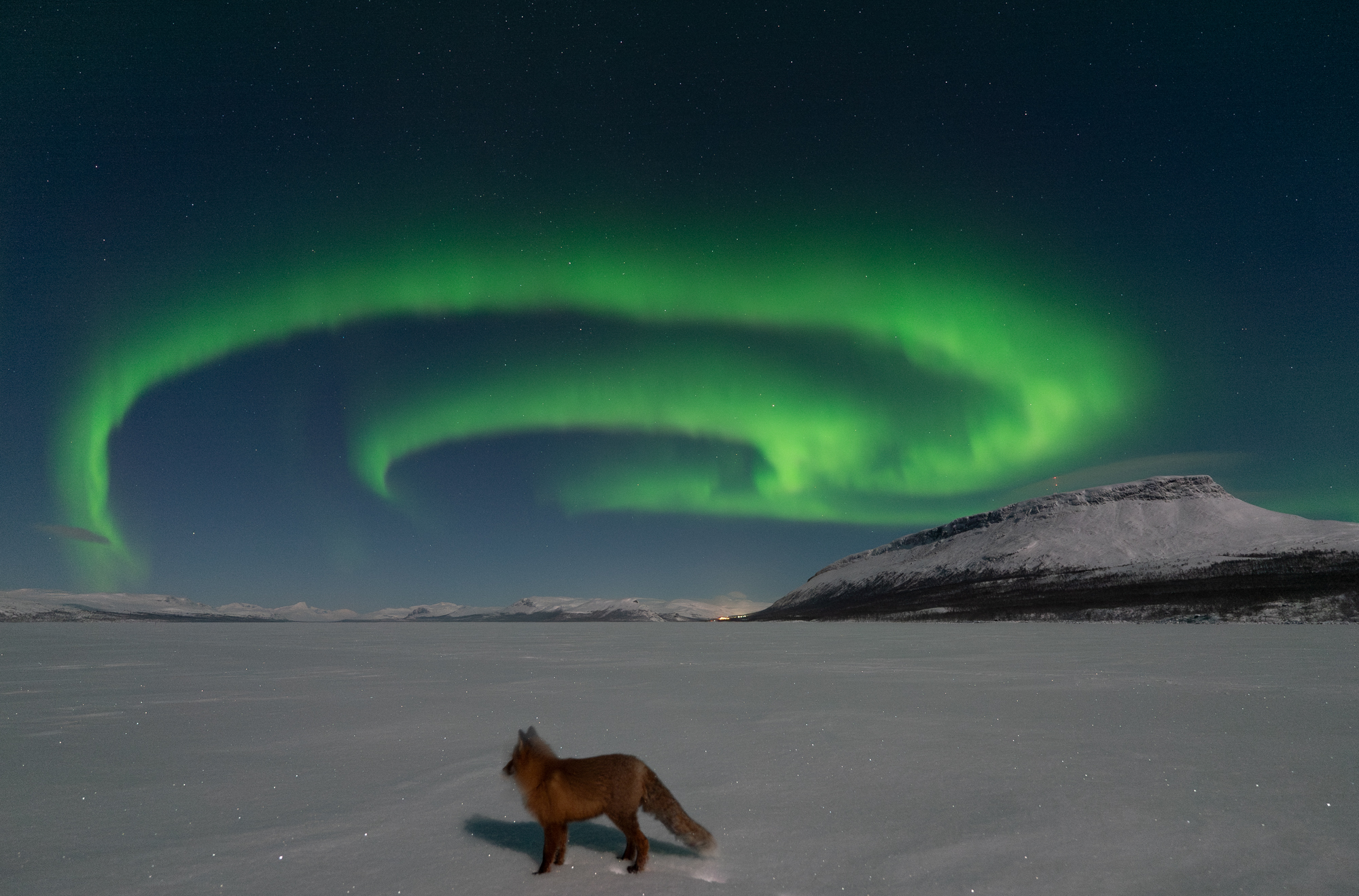 Aurora chaser catches a fox basking in the glow of Finland's legendary 'fox fires' (photos)