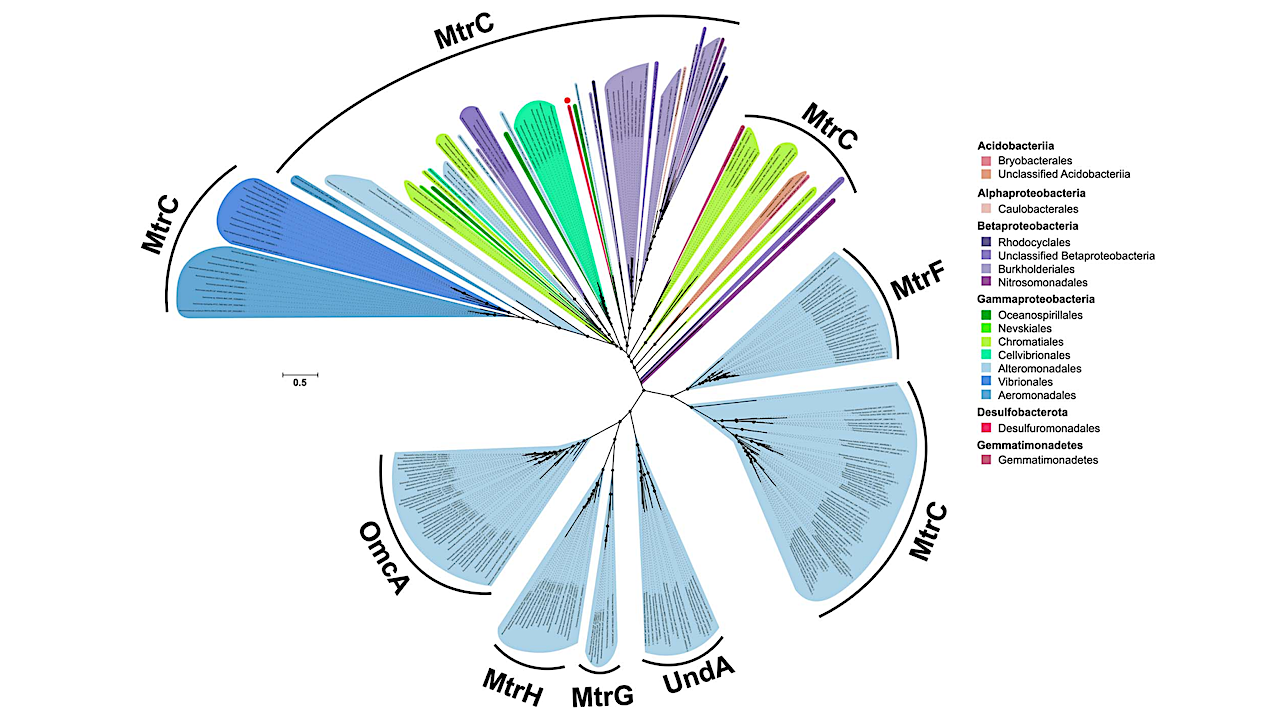 Bacteria Reveal Hidden Powers Of Electricity Transfer