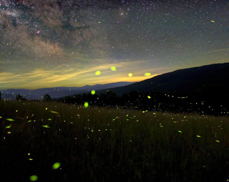 Do aliens and fireflies communicate similarly?