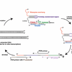 Emergence Of Diverse Ligase Reactivities From A Single RNA Evolution Experiment