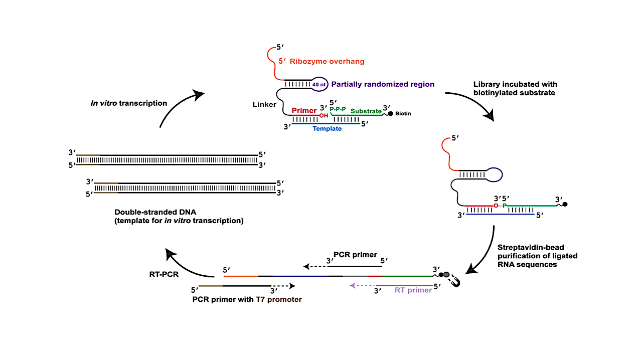 Emergence Of Diverse Ligase Reactivities From A Single RNA Evolution Experiment