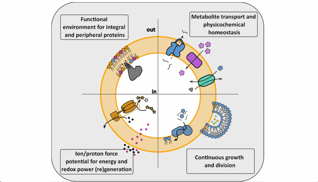 Exploring Lipid Diversity And Minimalism To Define Membrane Requirements For Synthetic Cells
