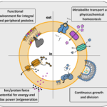 Exploring Lipid Diversity And Minimalism To Define Membrane Requirements For Synthetic Cells