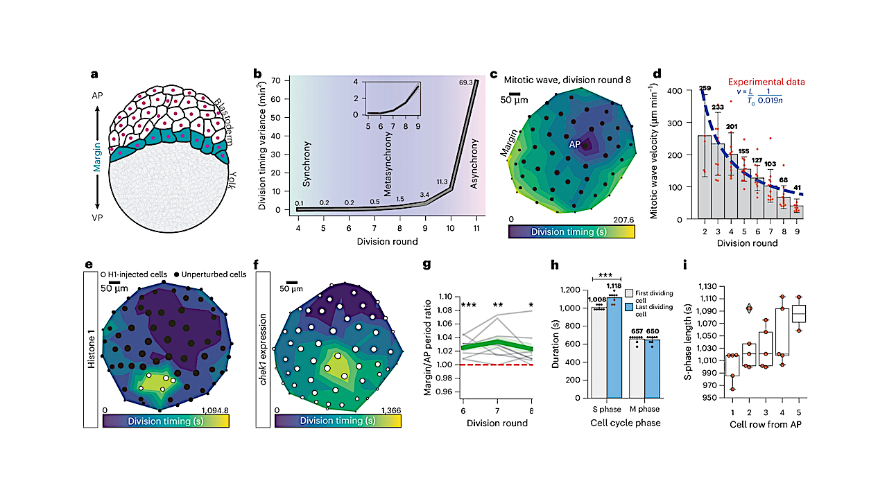 Geometry Shapes Life